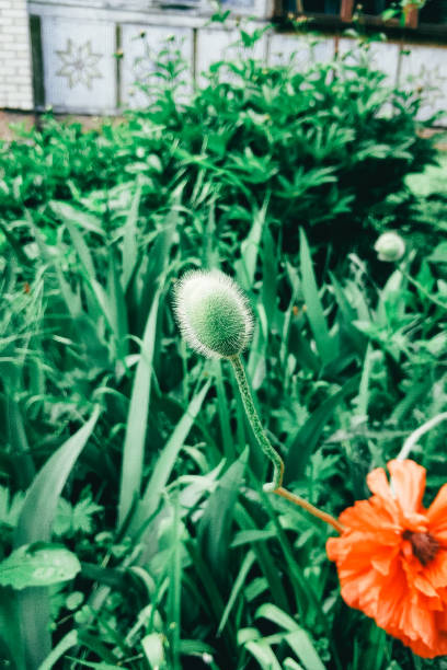 Close-up of an unopened green poppy bud with fine hairs on a soft, green, blurred background