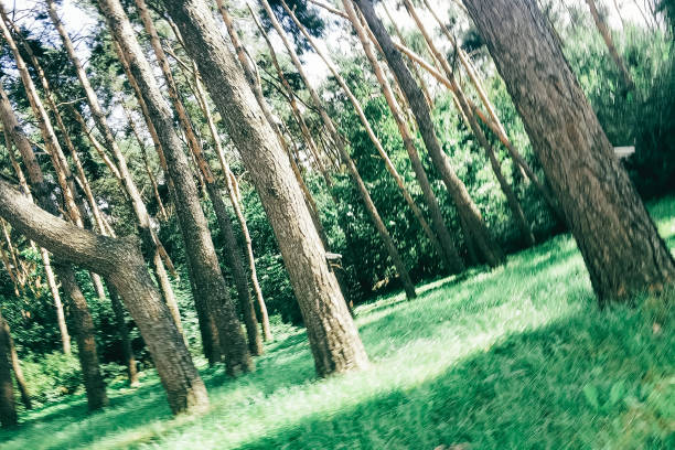 Tall trees tower over lush green grass as sunlight streams through leaves, creating a peaceful atmosphere in a dense forest during midday.
