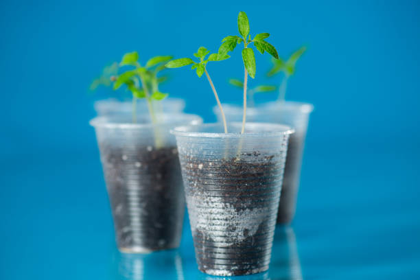 istock young tomato sprout close-up on blue background 2204360485