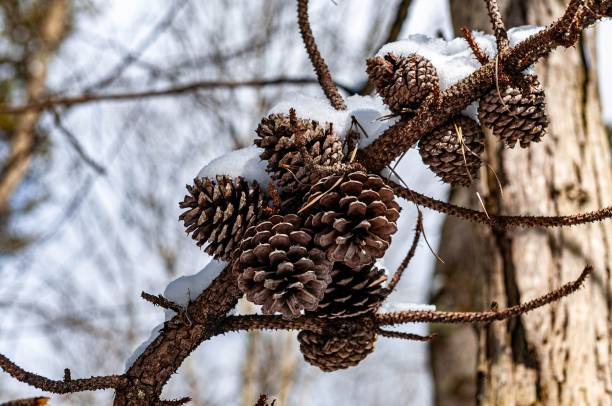 istock Snow-covered pine cones on a winter tree branch. 2204361390