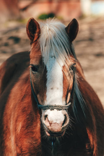 istock Horses on the ranch on sunny spring day 2204361909