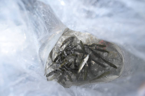 White sea bass seeds ready to be released into the river