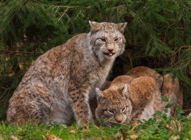 istock Pair of Lynxes 2204362135