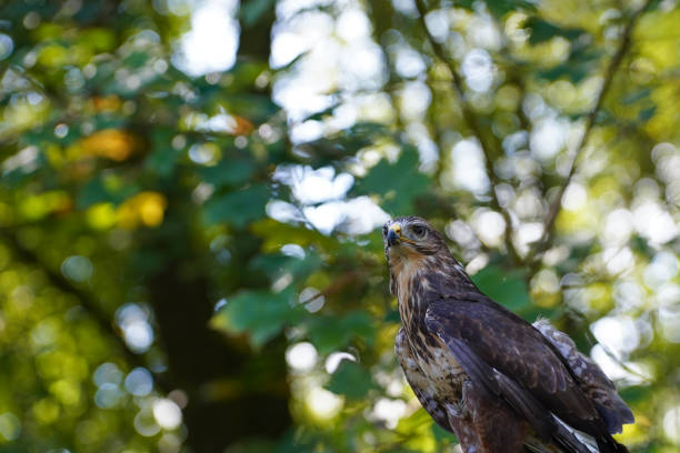 Buteo buteo bird
