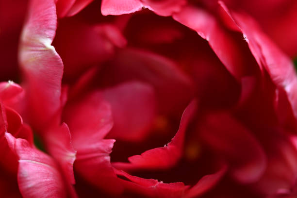 beautiful red tulips macro