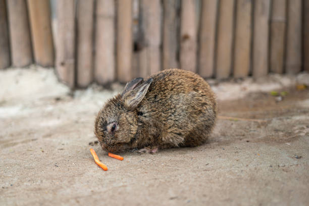 istock Small cute rabbit or bunny eating carrot. 2204365842