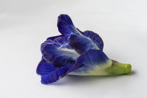 Close up, Blue pea flower isolated on white background. (Clitoria ternatea)