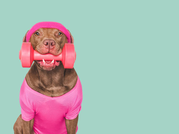 istock Cute dog, headband and dumbbell. Studio shot 2204367987