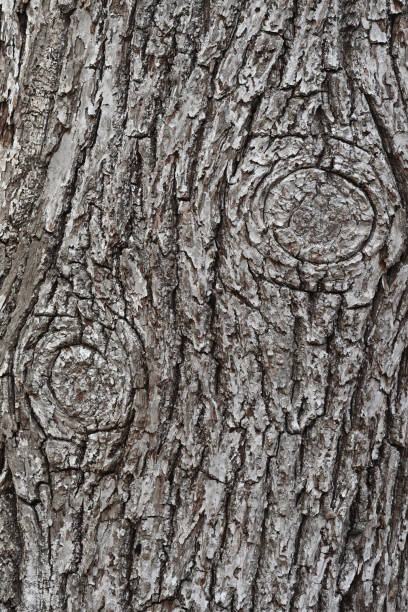 Vertical of American basswood bark (Tilia americana) with healed branch scars (the circular parts) -- also called callus tissue or wound wood. The scars can resemble eyes, hence the term \