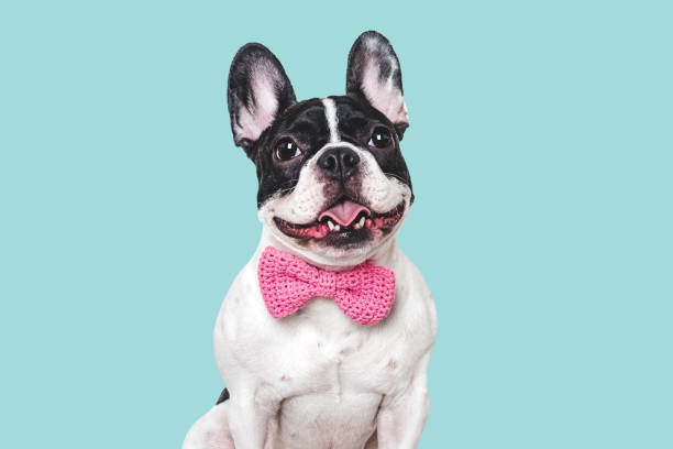 istock Lovable puppy and bow tie. Studio shot 2204371611