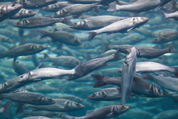 istock Group of fish in the ocean, blue background 2204372056