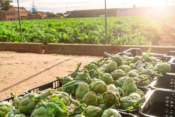 Plastic baskets filled with freshly picked organic artichokes in the field