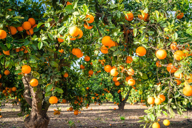 istock Ripe organic orange fruits hanging in tree branches 2204372215