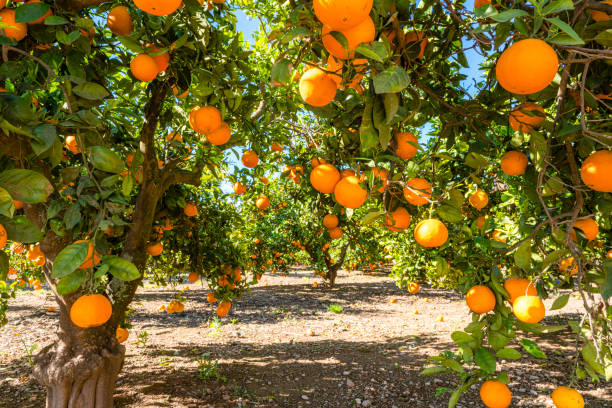 Organic oranges trees with hanging ripe orange fruits. High resolution 42Mp outdoors digital capture taken with SONY A7rII and Zeiss Batis 25mm F2.0 lens