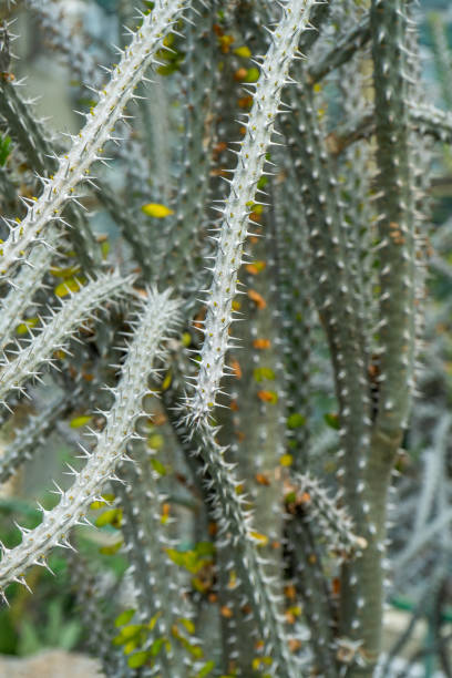 sharp thorns on the twigs of the kaffir lime plant or Citrus hystrix