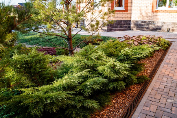 A brick walkway with trees and bushes in front of a house