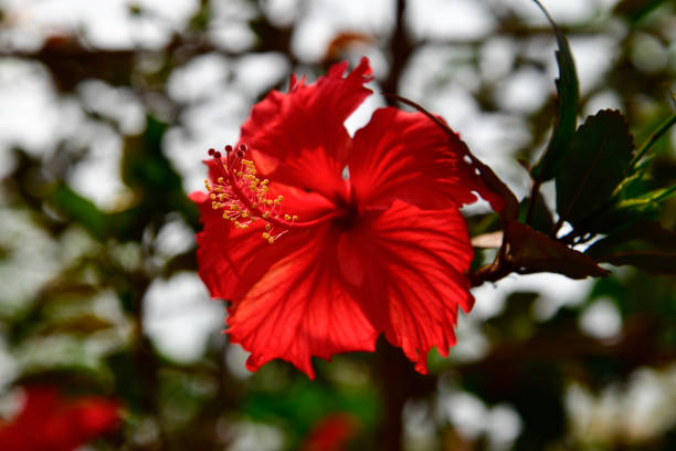tropical flower