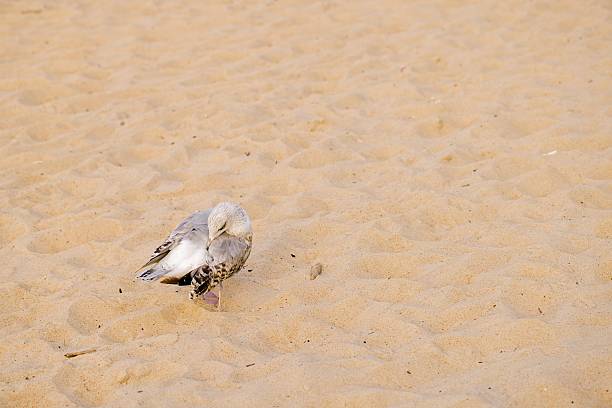 Image of the white sandpiper (Calidris alba). Sea rock, blue sea, landscape, birds, marine.