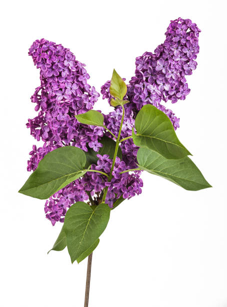istock Branch of lilac flowers 2204383701