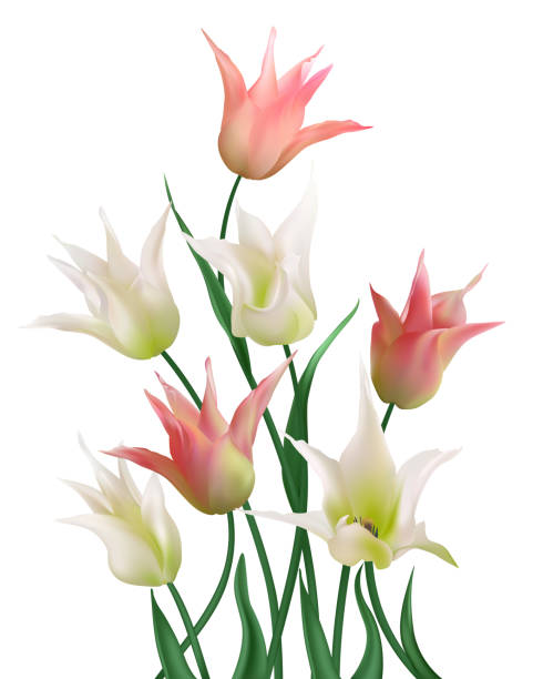 istock White and pink tulips with green leaves on a white background. Beautiful spring flowers. Bouquet. Floral background. Pointed tulips. 2204383948