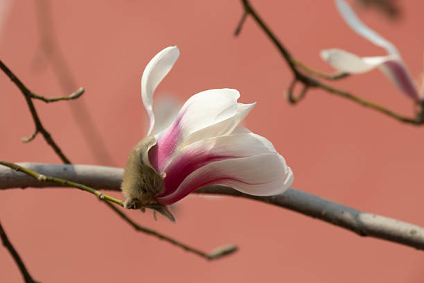 Beautiful Magnolia Flowers at Forbidden Palace in Beijing, China