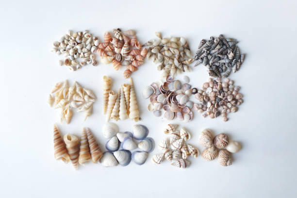 istock Collection of assorted small scallop seashells. a group of sea shells laying. 2204385713