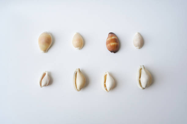 Collection of various seashells, summer and vacation design elements isolated on a white background. High resolution. Beach Objects Series. top view, flat lay