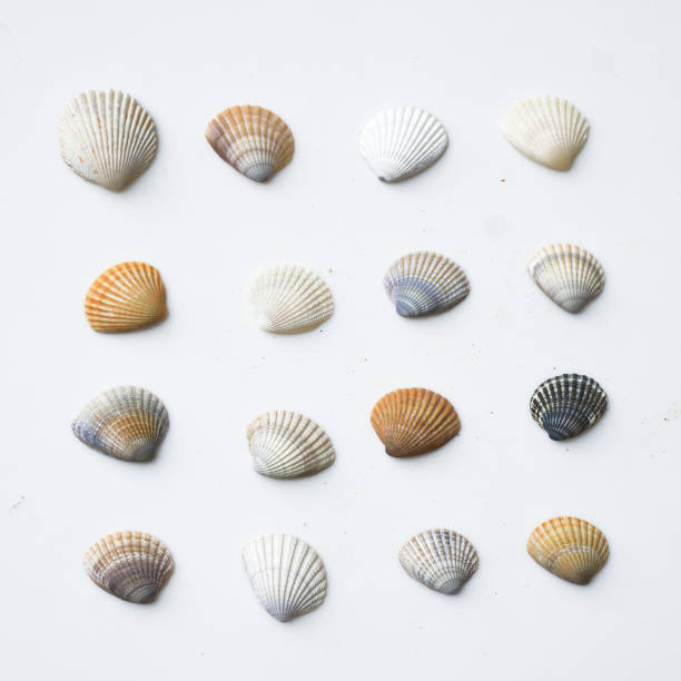 istock Seashells on white background. collection of many different sea shells. top view, flat lay 2204385786