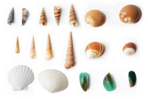A small white shell is sitting on a white background. The shell is round and has a slightly pointed tip. Concept of calmness and serenity, as the shell is a simple and unadorned object