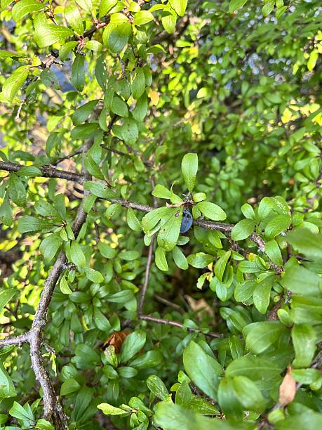istock Small blue berries hanging on a branch with fresh green leaves 2204387406