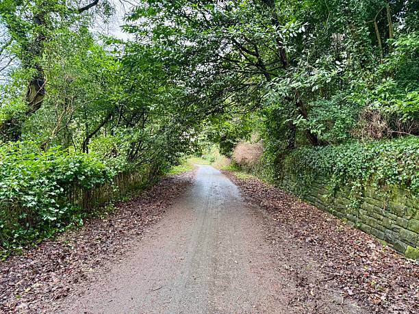 istock Tranquil English country lane surrounded by lush greenery 2204388498