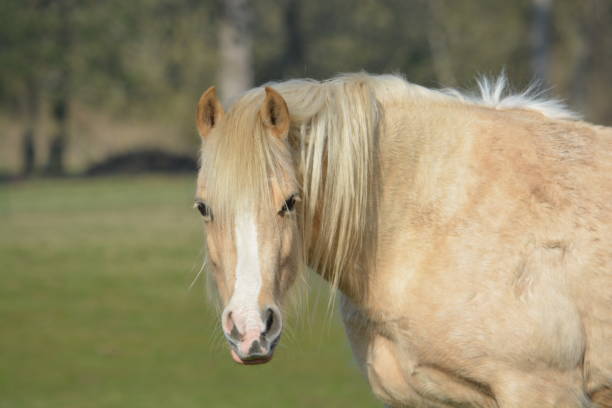 istock close up of a beautiful horse 2204389304