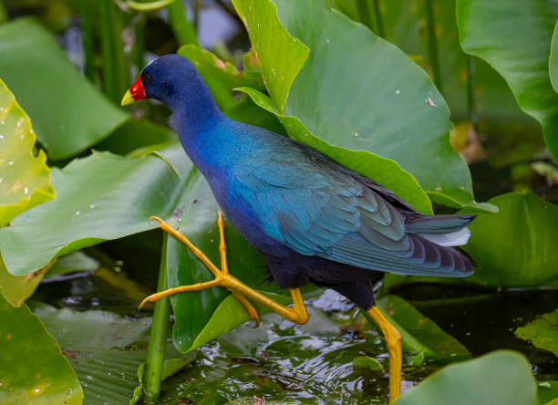 Purple moorhen or swamp hen