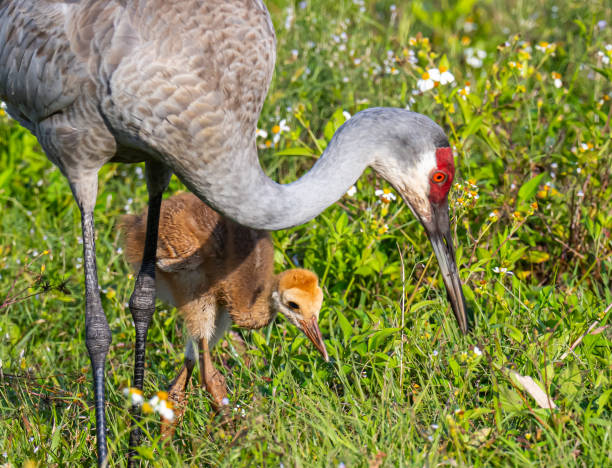 istock Sandhill crane and baby 2204389777