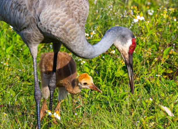 istock Sandhill Crane feeding baby 2204389903