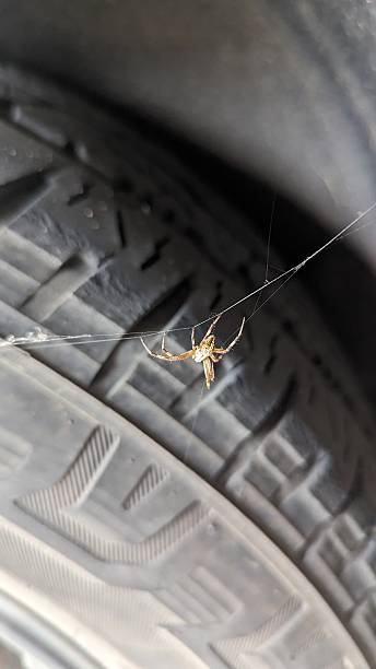 Spider in the Fender