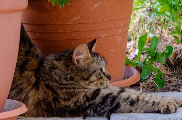 istock Fluffy tabby cat on sunny patio 2204390685