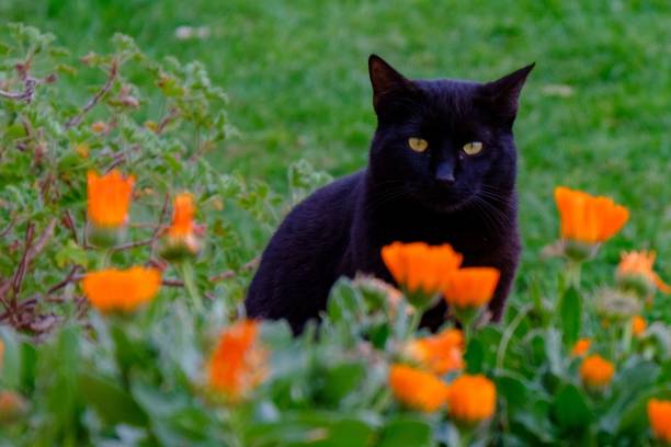 istock Black cat among orange flowers in a garden. 2204390716