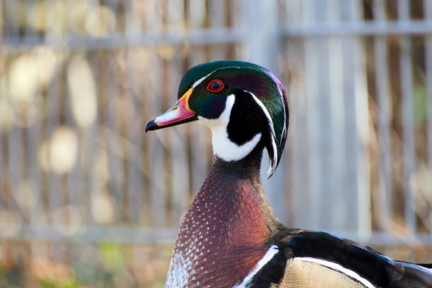 wood duck or Carolina duck close-up