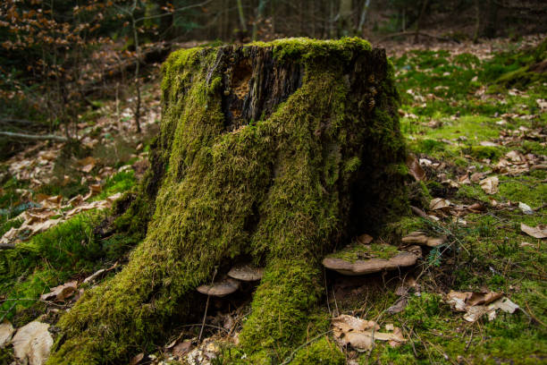 A close-up image of a decaying tree stump, heavily covered in vibrant green moss. The wood grain is visible beneath the moss, showing signs of age and decomposition.