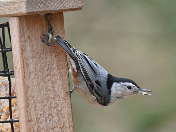istock White-breasted nuthatch on feeder with sliver of suet 2204393430