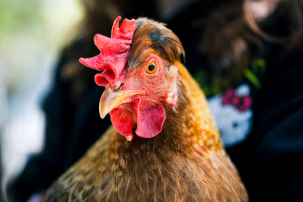 istock Close up of chicken 2204394217