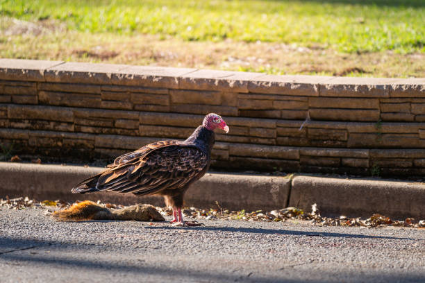 istock Turkey vulture on roadside 2204394260