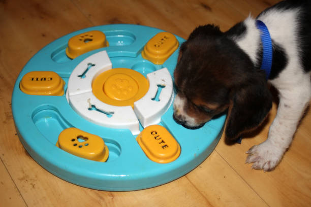istock 6,5 weeks old beagle puppy eating from a slow feeder bowl 2204395568