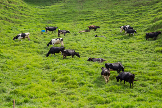 herd of dairy cows grazing in green meadows, in the mountains of Colombia