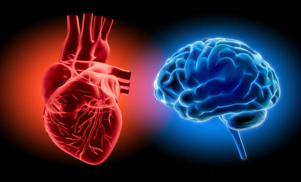 istock Glowing red heart und blue brain on dark background 2204396701