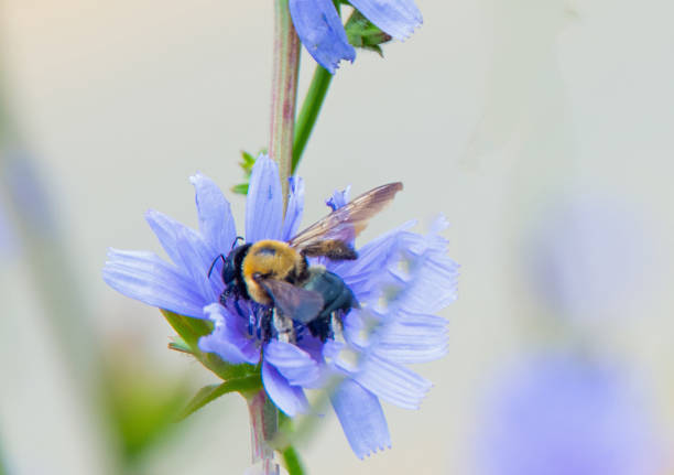 istock Beautiful Corn Flower with Honey Bee-Howard County, Indiana 2204402079