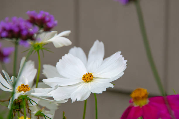 Beautiful Wildflower-Cosmos-Howard County, Indiana