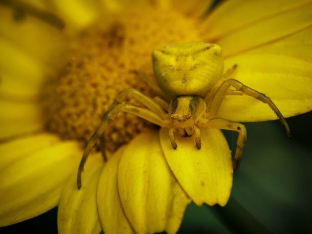 istock Yellow crab spider on flower petal 2204404526