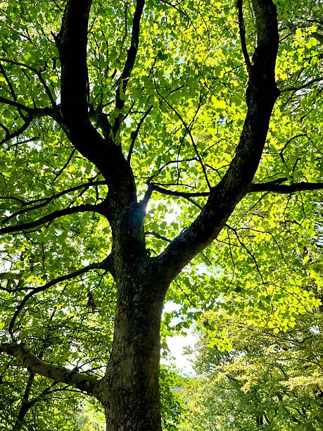 istock A large tree glowing under sunlight, its backlit leaves creating a vibrant green canopy 2204404794